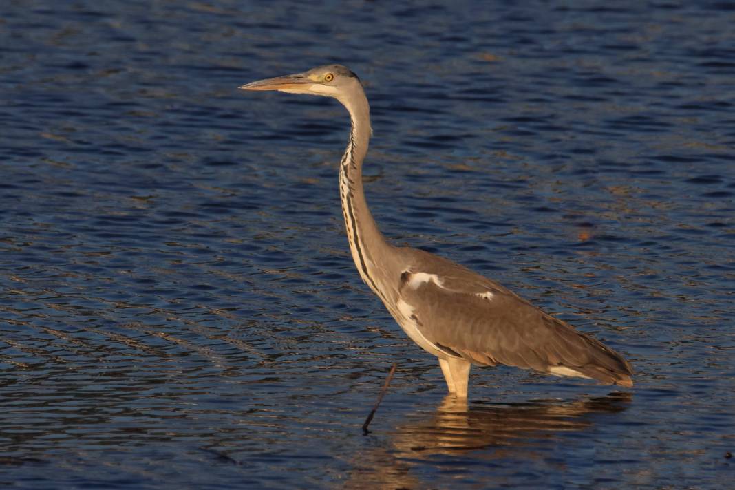 Kahramanmaraş’ta Göçmen Kuş Hareketliliği 16