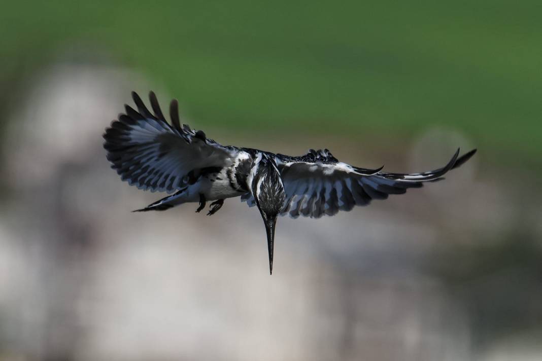 Kahramanmaraş’ta Göçmen Kuş Hareketliliği 9