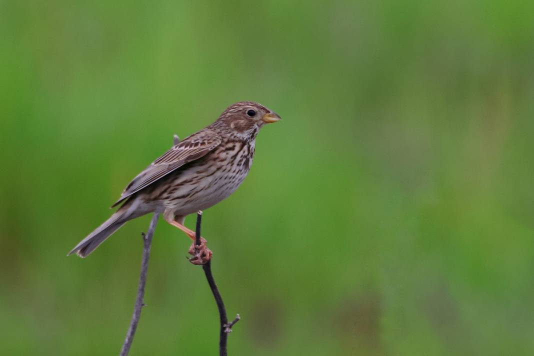 Kahramanmaraş’ta Göçmen Kuş Hareketliliği 12
