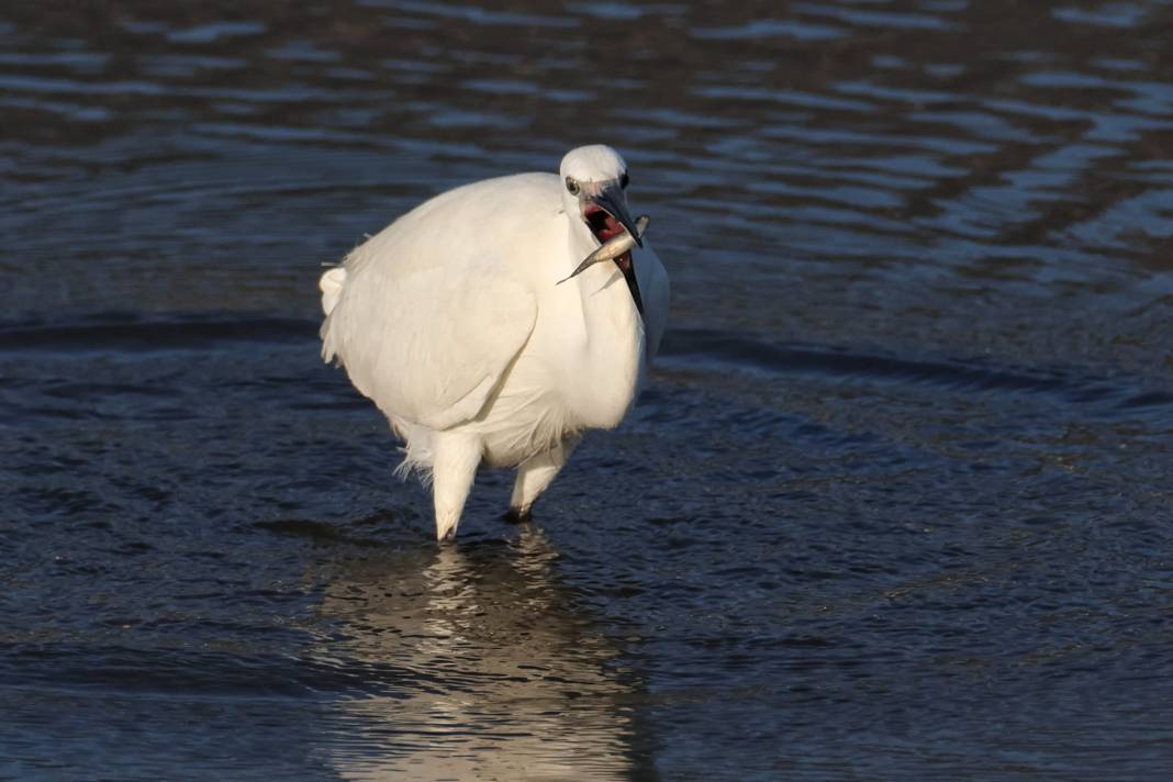 Kahramanmaraş’ta Göçmen Kuş Hareketliliği 7