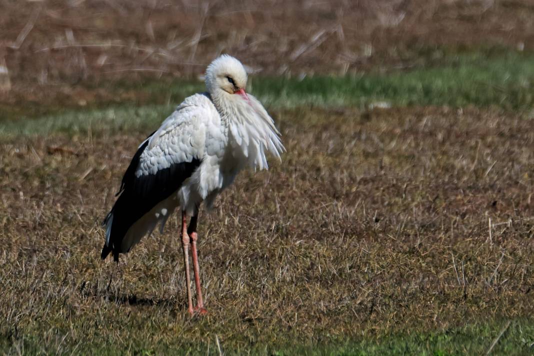 Kahramanmaraş’ta Göçmen Kuş Hareketliliği 15