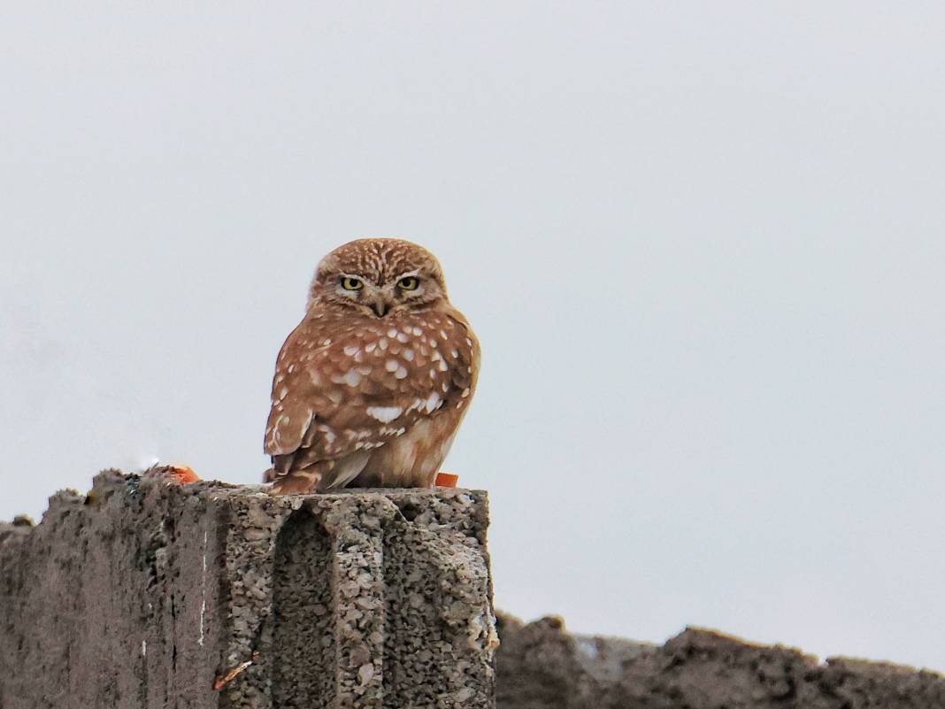 Kahramanmaraş’ta Göçmen Kuş Hareketliliği 8