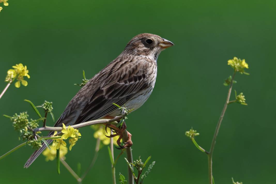 Kahramanmaraş’ta Göçmen Kuş Hareketliliği 10