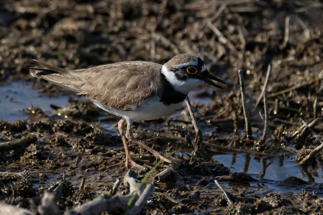 Kahramanmaraş’ta Göçmen Kuş Hareketliliği 11