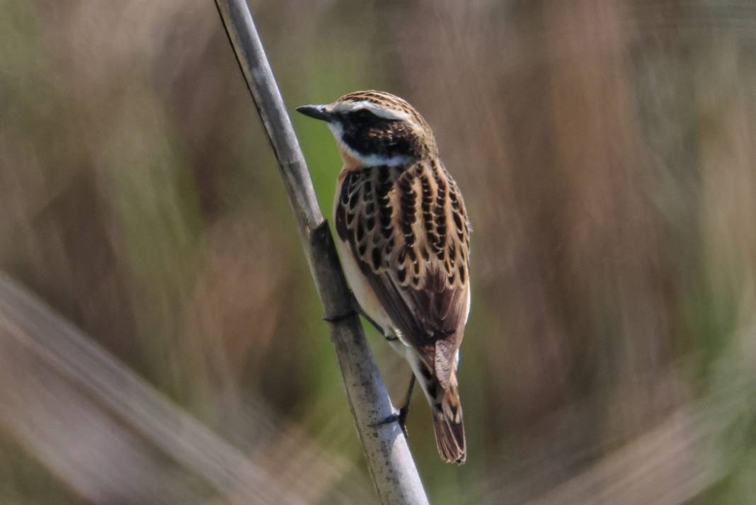 Kahramanmaraş’ta Göçmen Kuş Hareketliliği 2