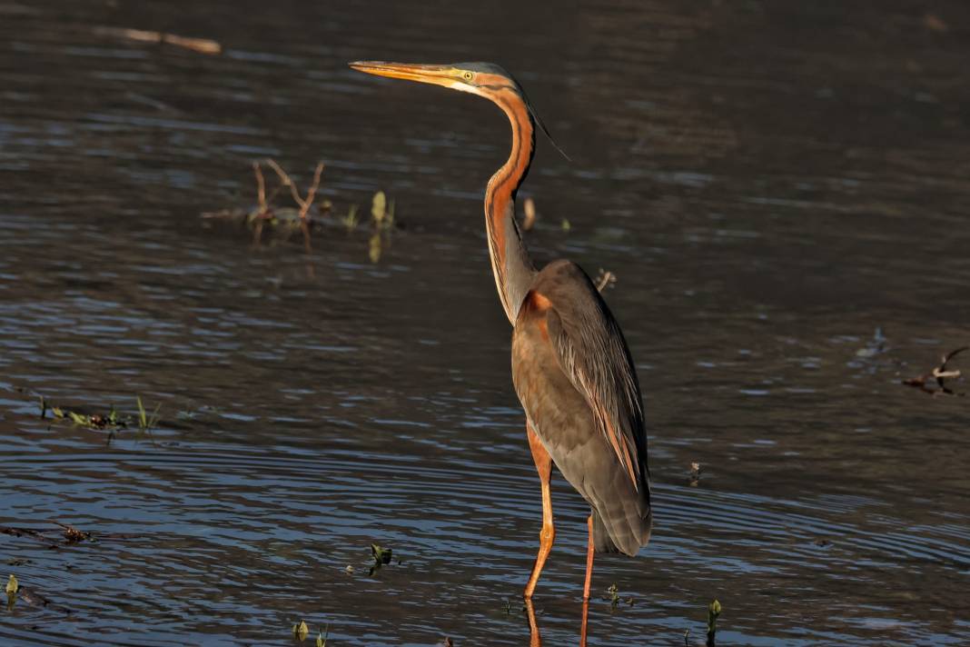 Kahramanmaraş’ta Göçmen Kuş Hareketliliği 13