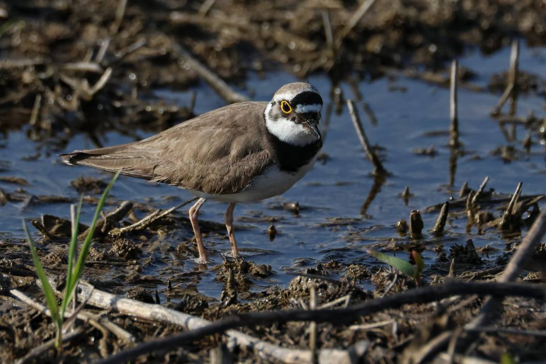 Kahramanmaraş’ta Göçmen Kuş Hareketliliği 17