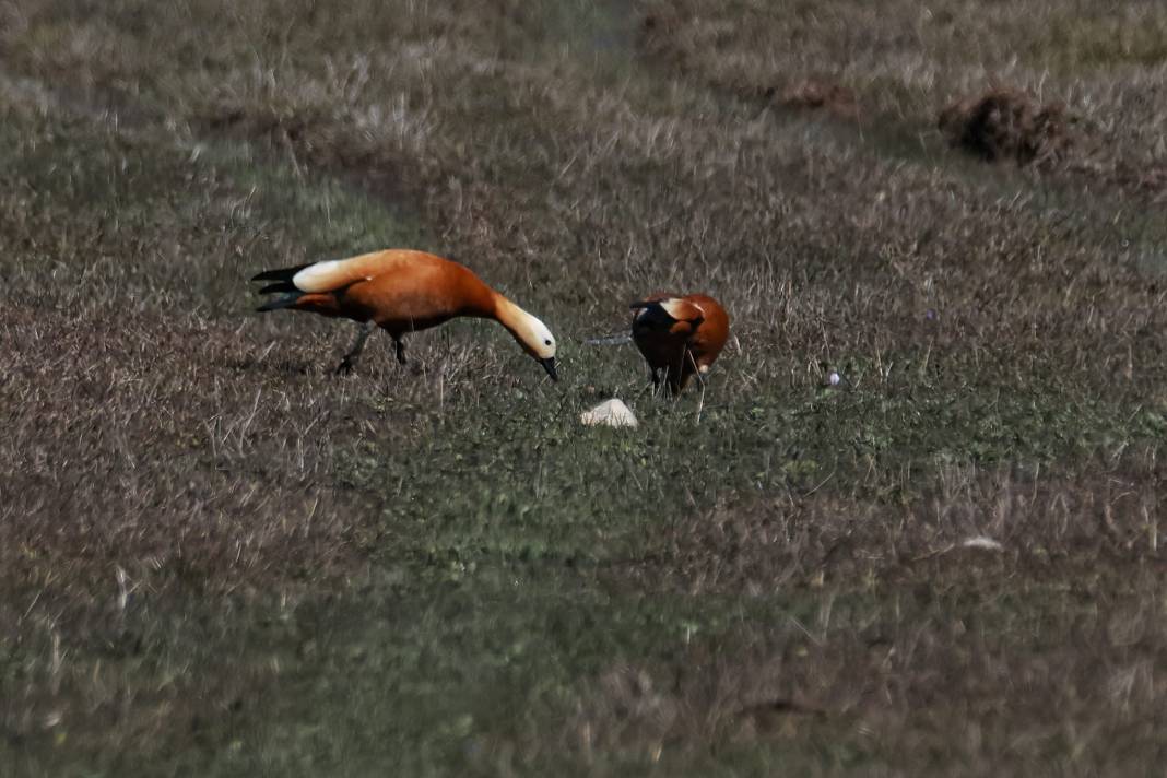 Kahramanmaraş’ta Göçmen Kuş Hareketliliği 14