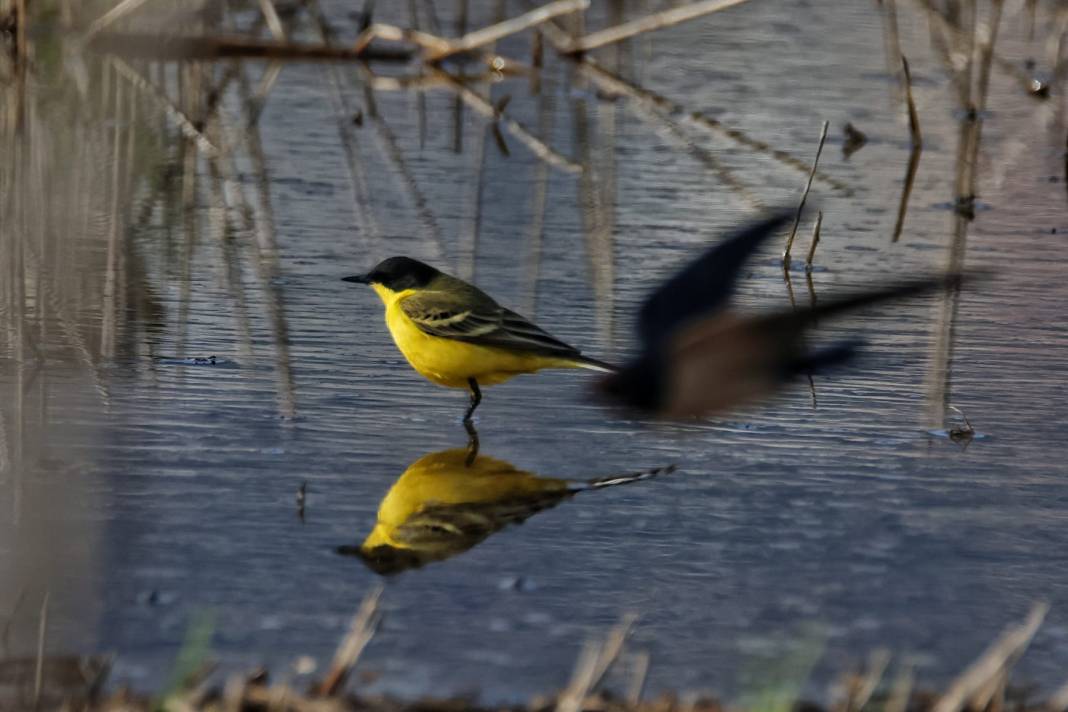 Kahramanmaraş’ta Göçmen Kuş Hareketliliği 18