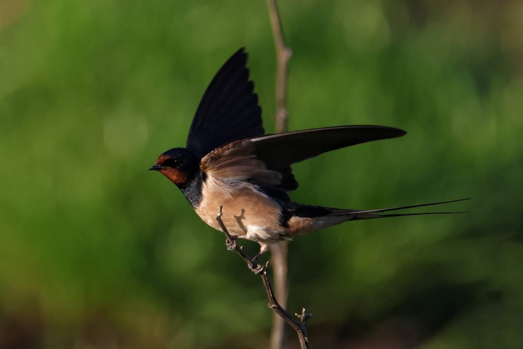 Kahramanmaraş’ta Göçmen Kuş Hareketliliği 4