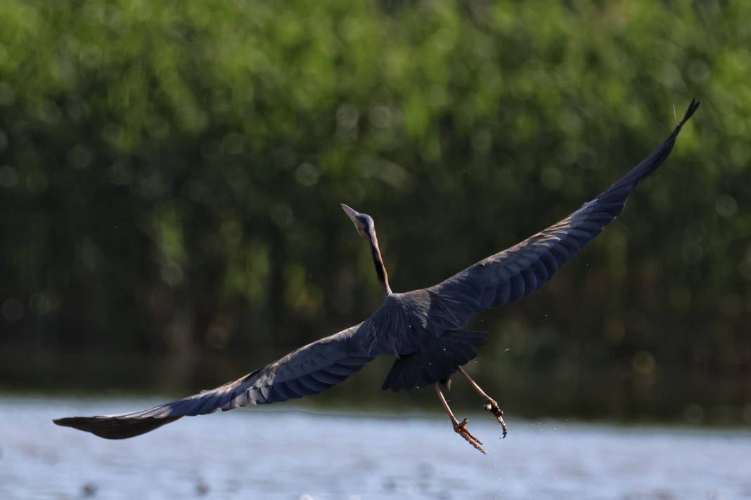 Kahramanmaraş’ta Göçmen Kuş Hareketliliği 1