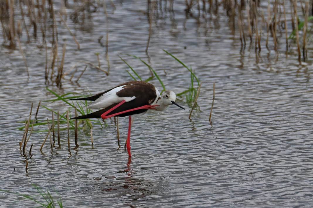 Kahramanmaraş’ta Göçmen Kuş Hareketliliği 3