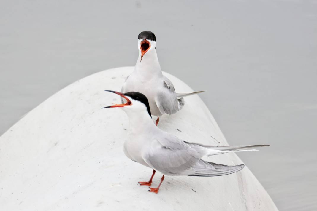 Kahramanmaraş’ta Göçmen Kuş Hareketliliği 6