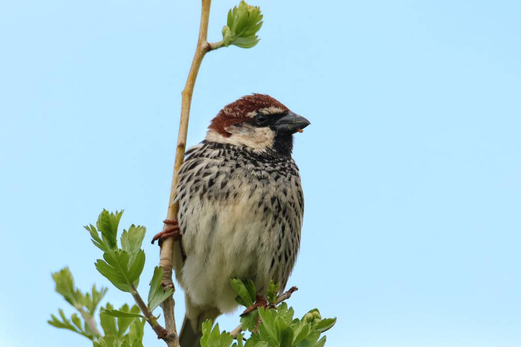 Kahramanmaraş’ta Göçmen Kuş Hareketliliği 5