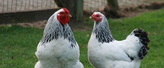 Sanılanın aksine zeki olan hayvanlar 1