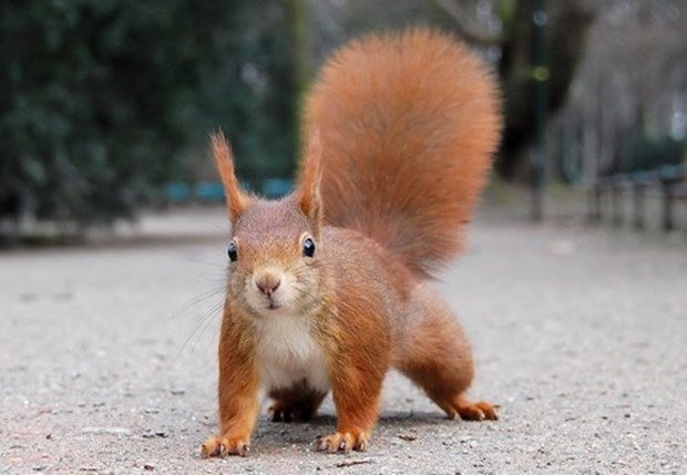 Sanılanın aksine zeki olan hayvanlar 2