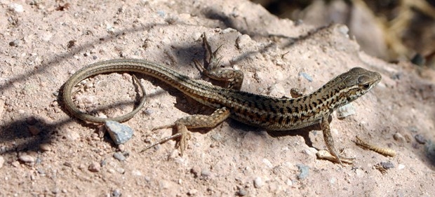 Sanılanın aksine zeki olan hayvanlar 5