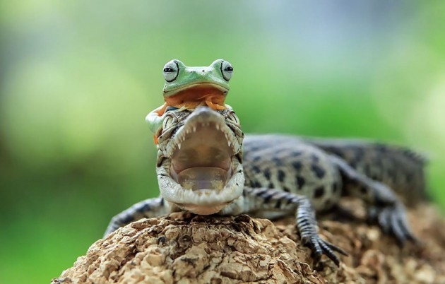 Kurbağaların tahmin edemeyeceğiniz kadar eğlenceli dünyası 13