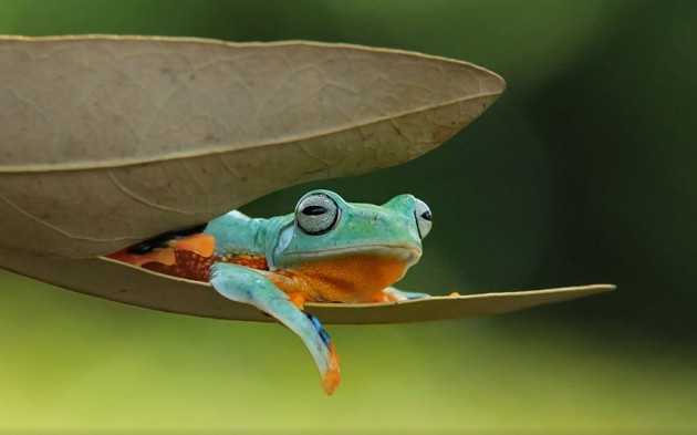 Kurbağaların tahmin edemeyeceğiniz kadar eğlenceli dünyası 19