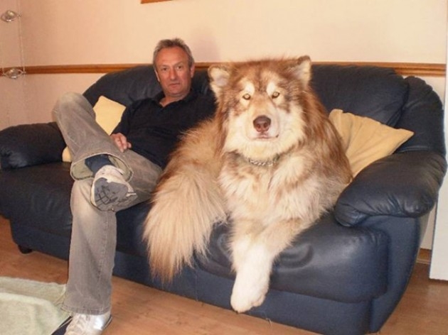 20 fotoğrafla dünyanın en büyük köpekleri 10