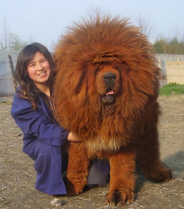 20 fotoğrafla dünyanın en büyük köpekleri 4