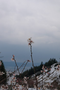 Bademlerimiz Kara yakalandı 1