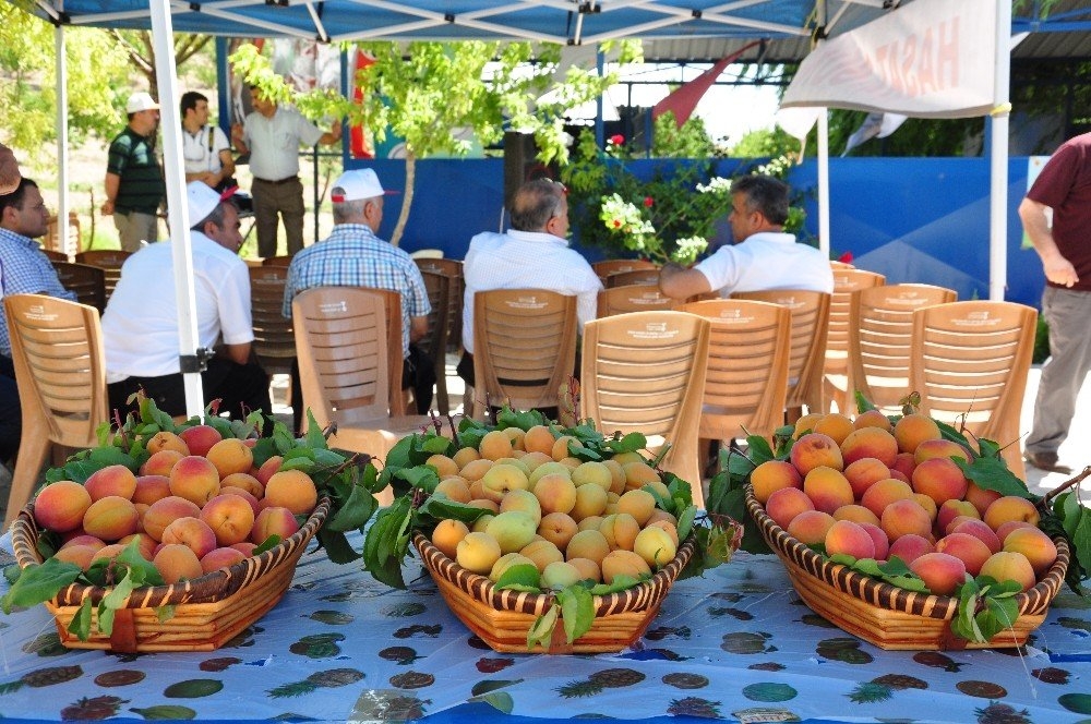 ELBİSTAN KAYISISININ TANITIMI İÇİN İLK KAPSAMLI ADIM ATILDI 3