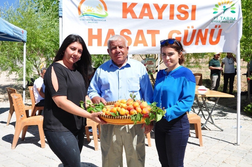 ELBİSTAN KAYISISININ TANITIMI İÇİN İLK KAPSAMLI ADIM ATILDI 5