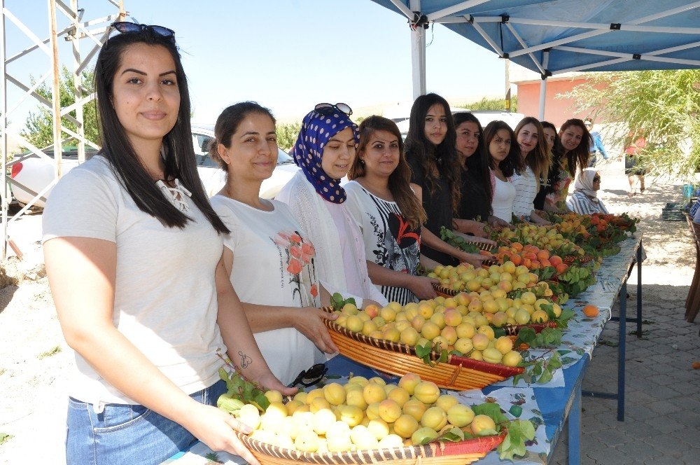 ELBİSTAN KAYISISININ TANITIMI İÇİN İLK KAPSAMLI ADIM ATILDI 7