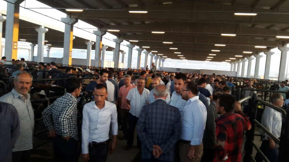 CANLI HAYVAN BORSASI HİZMETE BAŞLADI 11