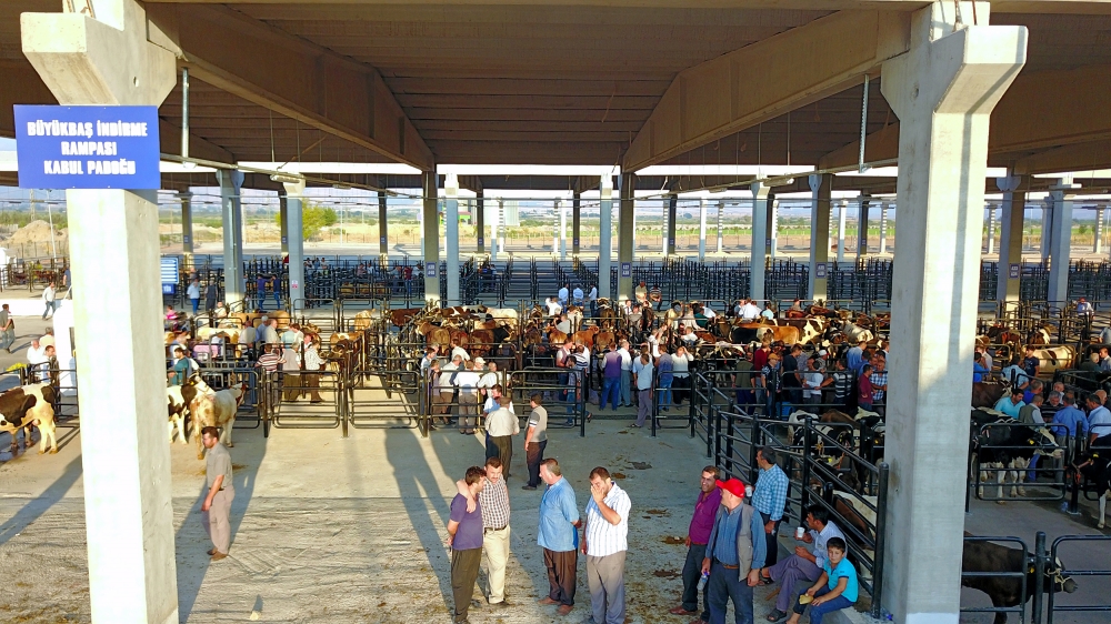 CANLI HAYVAN BORSASI HİZMETE BAŞLADI 12