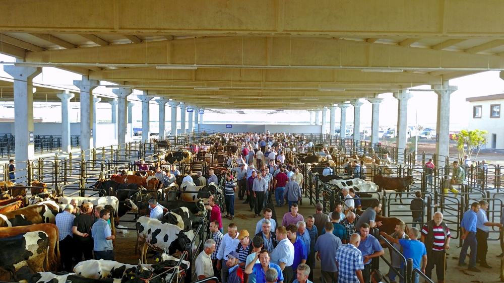 CANLI HAYVAN BORSASI HİZMETE BAŞLADI 14