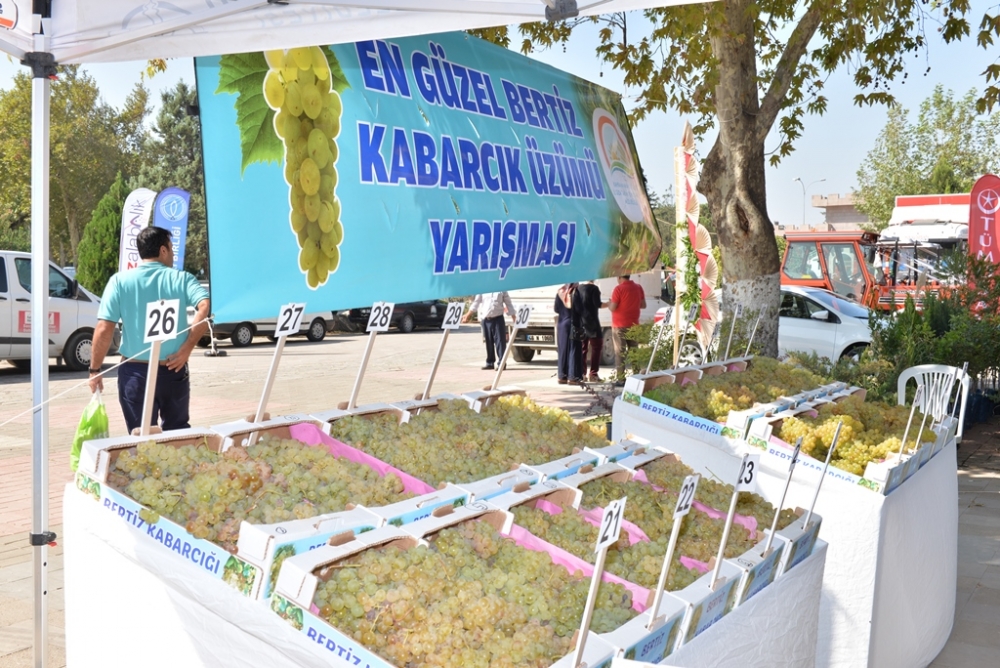 EN GÜZEL BERTİZ KABARCIK ÜZÜMÜ YARIŞMASI YAPILDI 4
