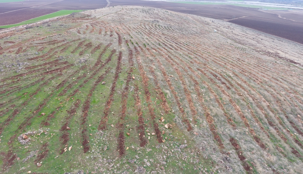 YANAN FİDANLARIN YERİNE BADEM FİDANLARI DİKİLDİ 12