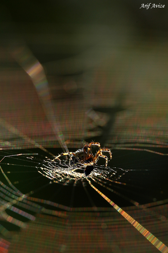 Günün Fotoğrafı 1