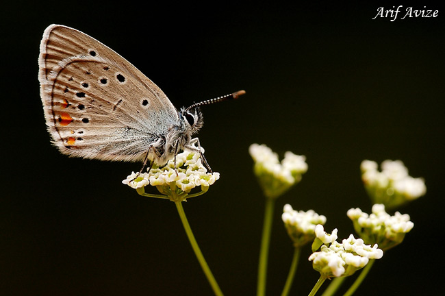 Günün Fotoğrafı 1