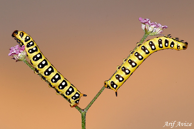 Günün Fotoğrafı 1