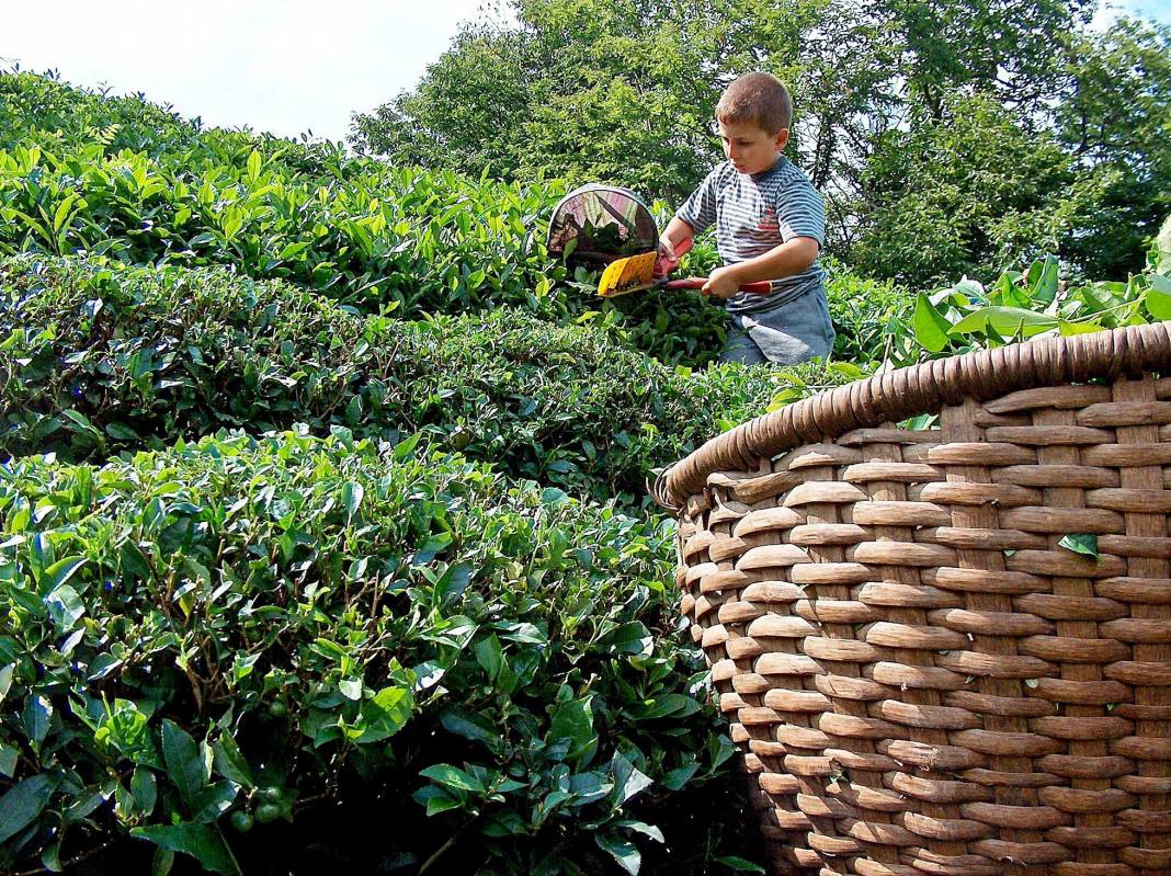 Çay’ın sofralara geliş hikâyesi 1