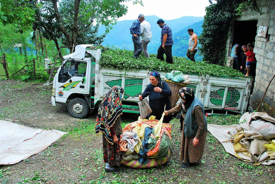 Çay’ın sofralara geliş hikâyesi 10