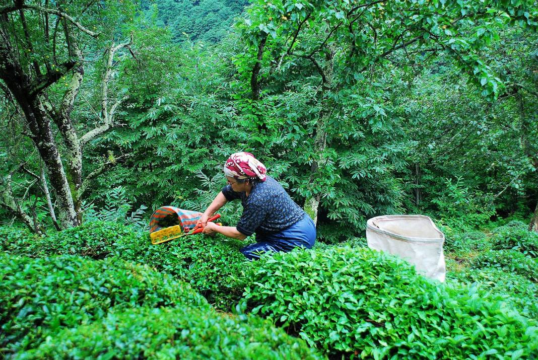 Çay’ın sofralara geliş hikâyesi 2