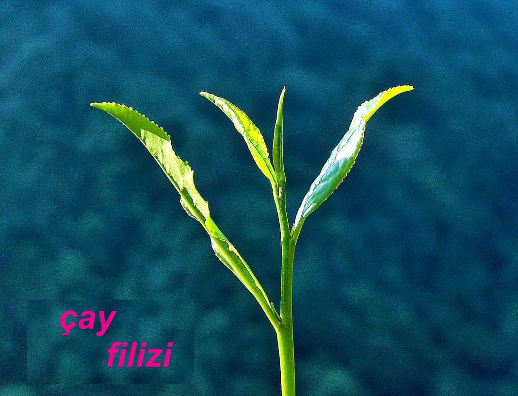 Çay’ın sofralara geliş hikâyesi 4