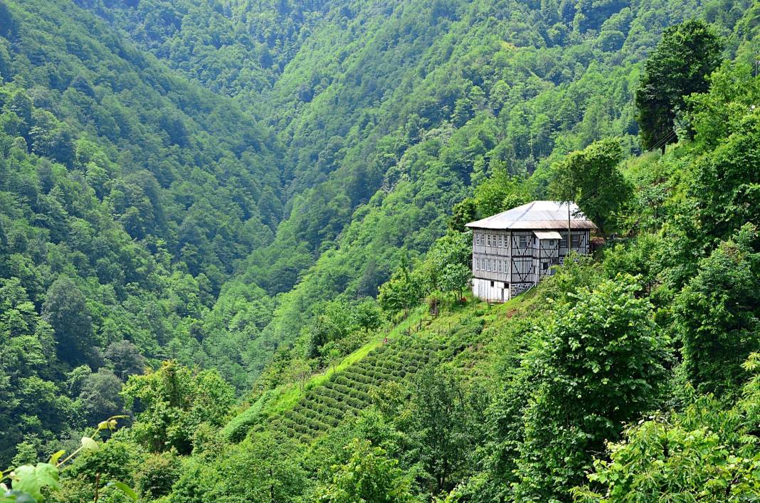Çay’ın sofralara geliş hikâyesi 6