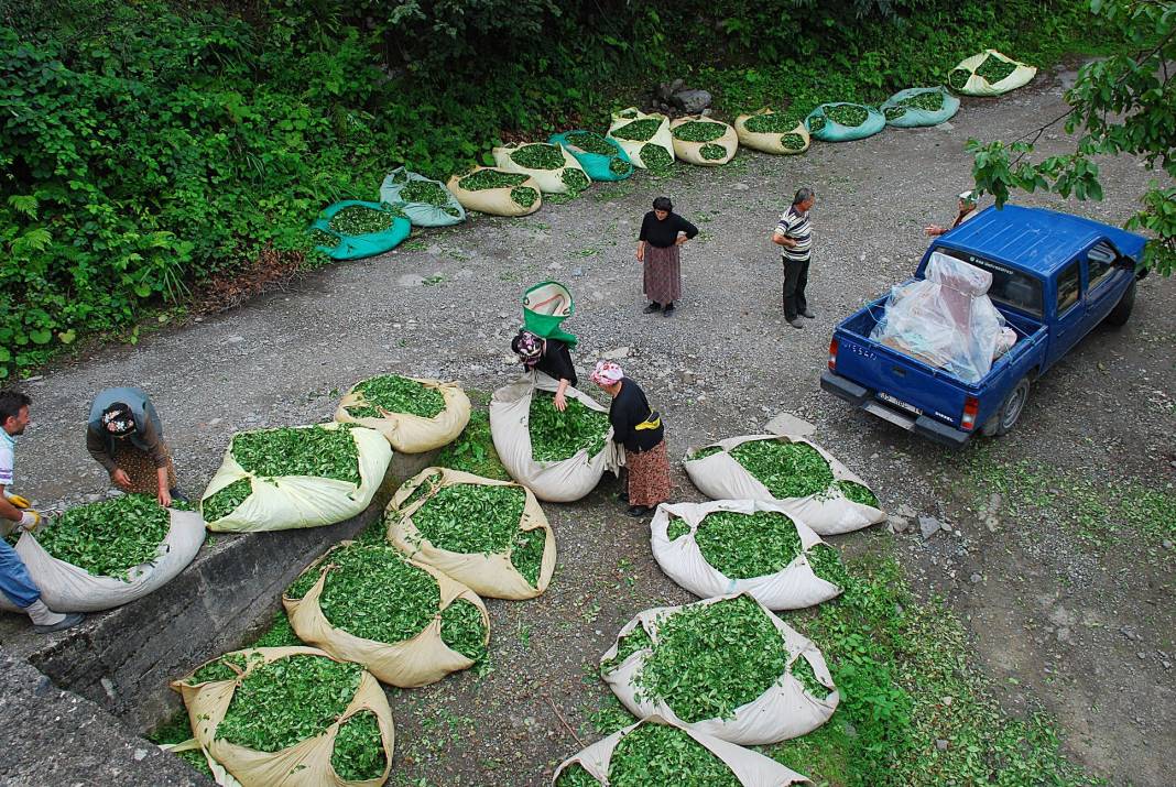 Çay’ın sofralara geliş hikâyesi 9