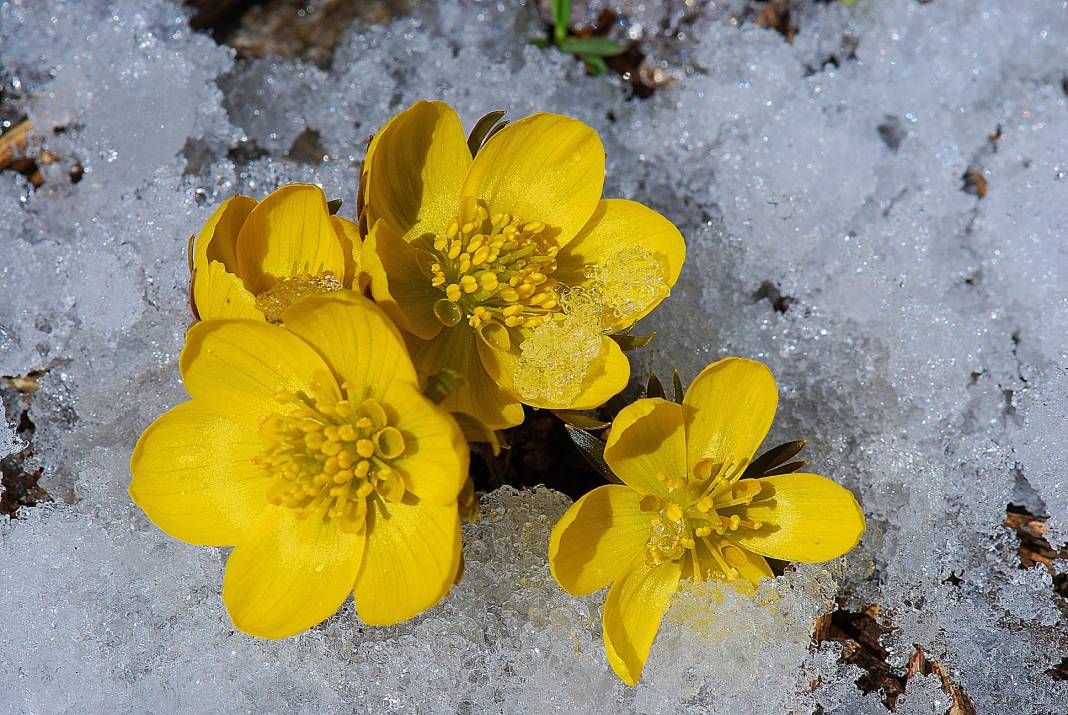 Beyaz gelinlikler diyarı Başkonuş Yaylası 10