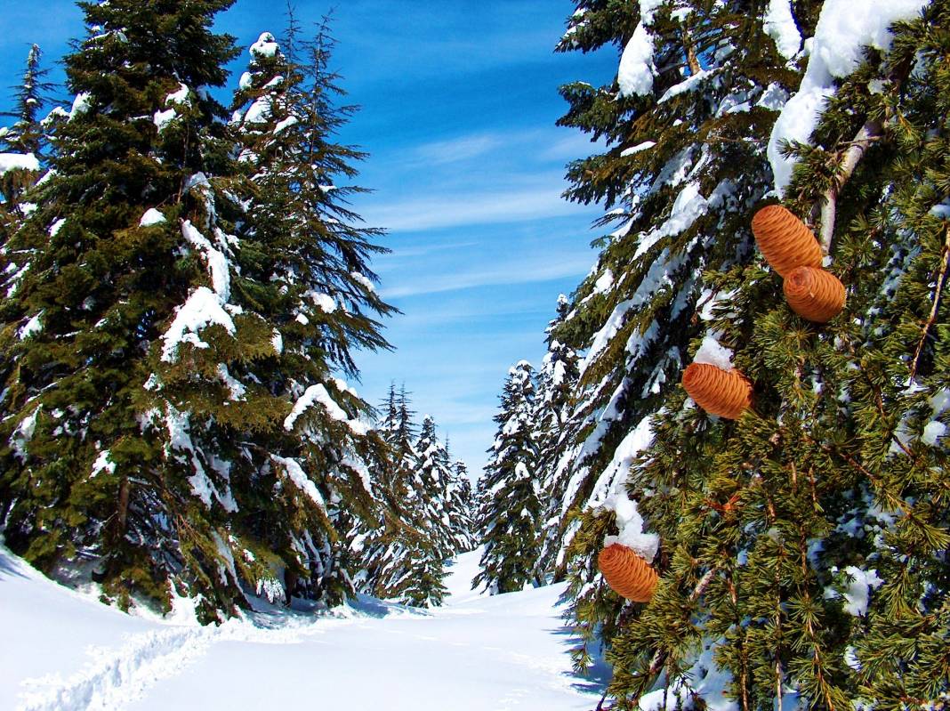 Beyaz gelinlikler diyarı Başkonuş Yaylası 12