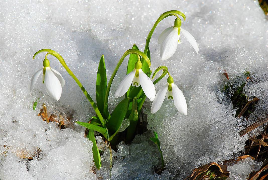 Beyaz gelinlikler diyarı Başkonuş Yaylası 14