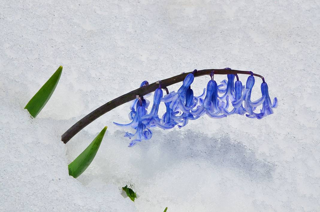 Beyaz gelinlikler diyarı Başkonuş Yaylası 2