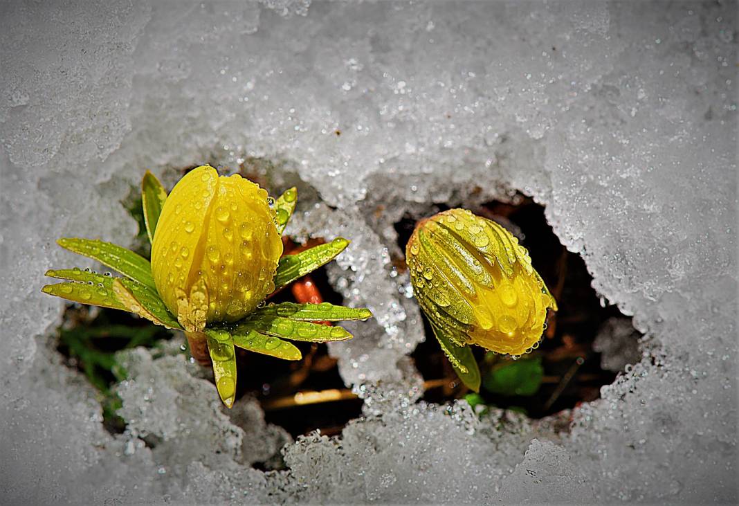 Beyaz gelinlikler diyarı Başkonuş Yaylası 5