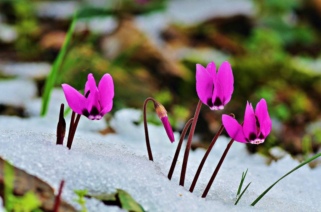 Beyaz gelinlikler diyarı Başkonuş Yaylası 7