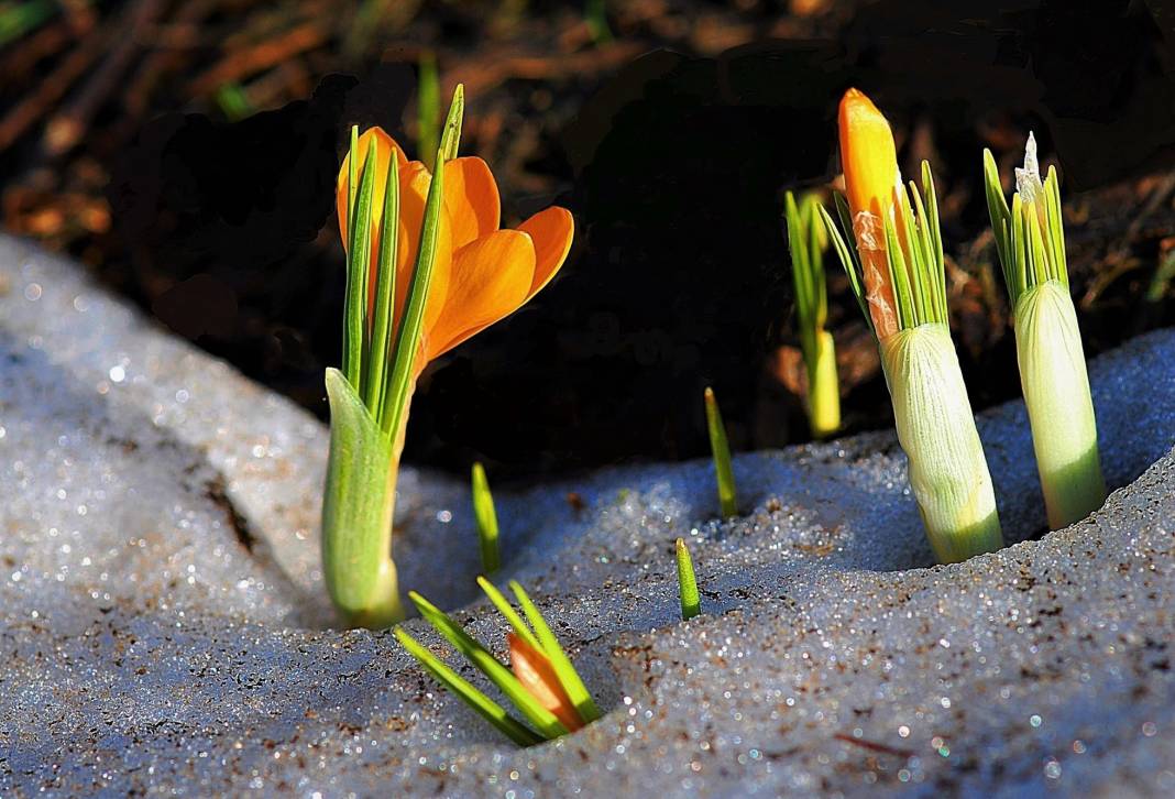 Beyaz gelinlikler diyarı Başkonuş Yaylası 9